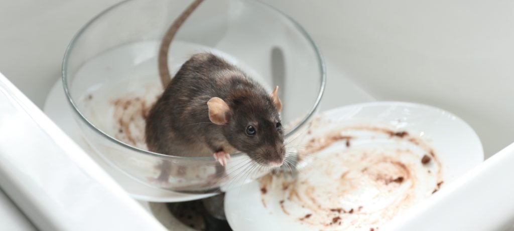 How to Keep Mice Out of Kitchen Drawers: Bye-Bye Rodents!